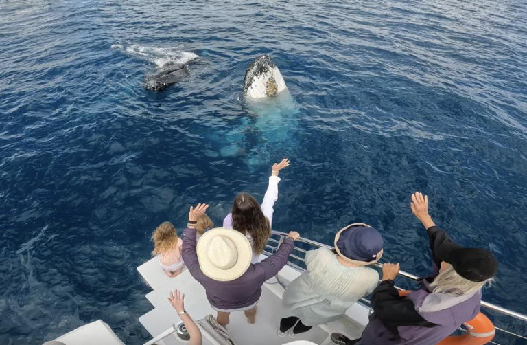 Blue Dolphin Marine Tours FB page