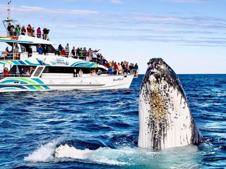 Hervey Bay Whale Watch QuickCat II FB page