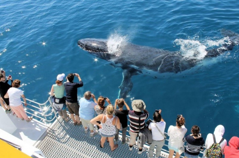 Go whale watching on the Spirit of Hervey Bay