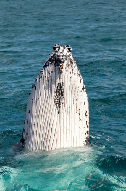 The Bay Apartments Hervey Bay local area 1