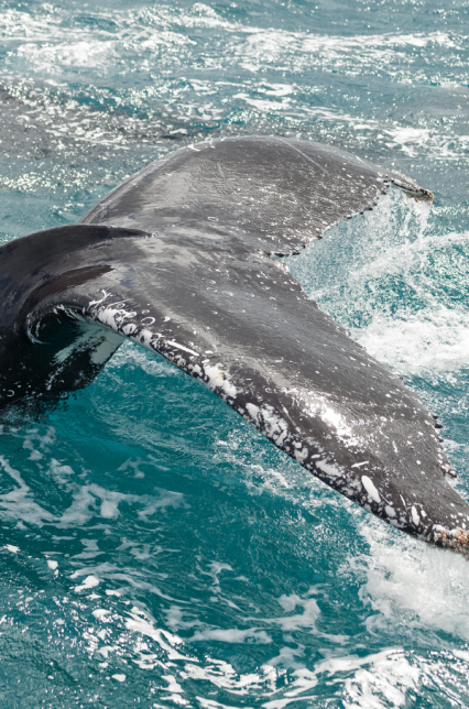 The Bay Apartments Hervey Bay local area 2 v2