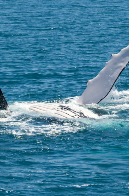 The Bay Apartments Hervey Bay local area 3
