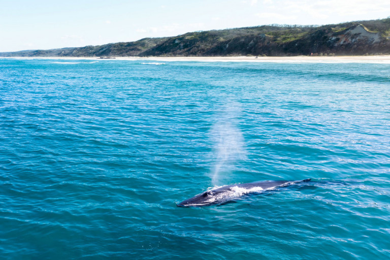Whale watching Fraser Island