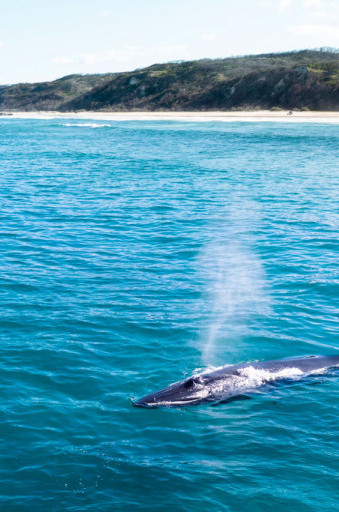 Whale watching Fraser Island