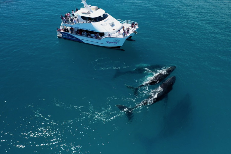 Whalesong Cruises aerial